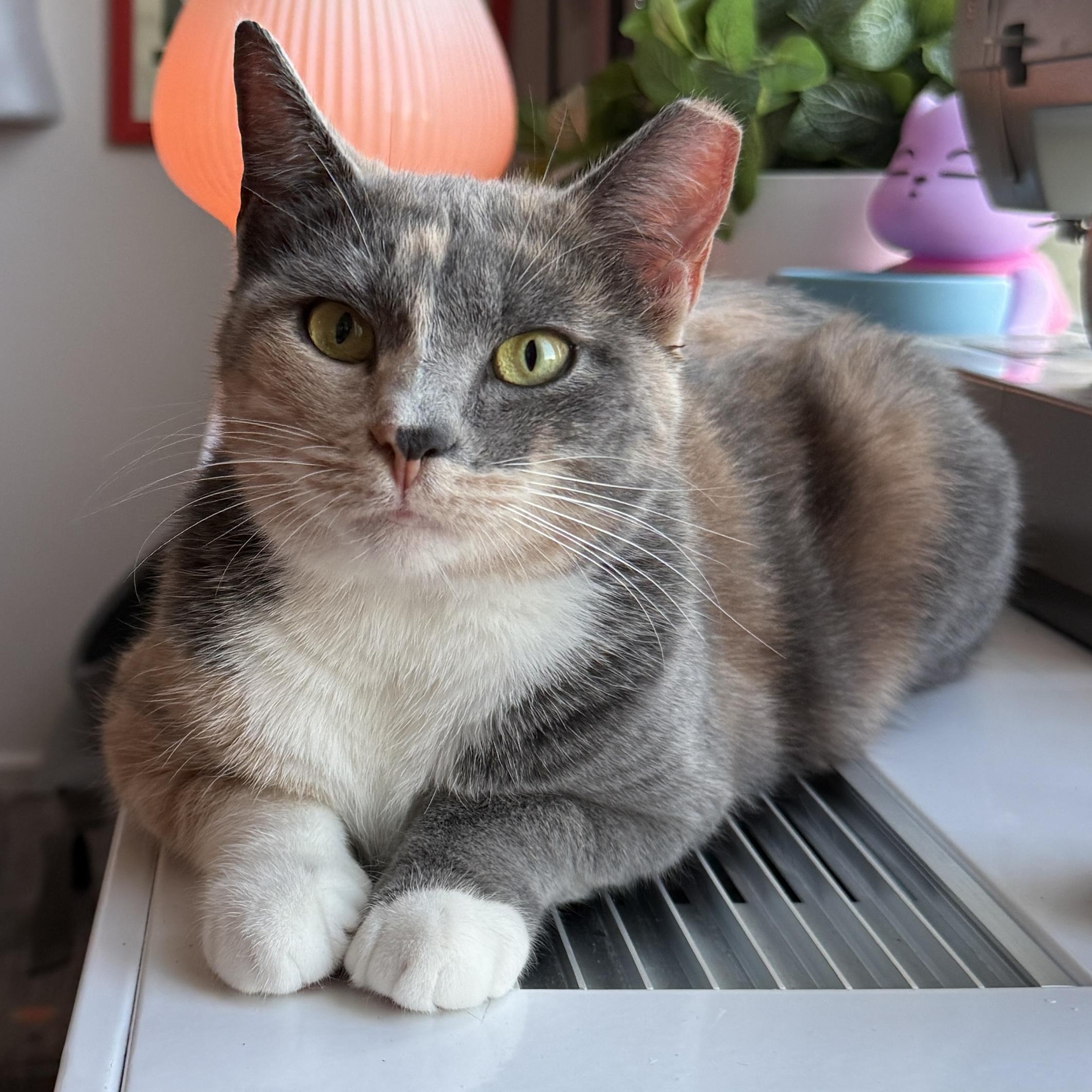 Enlarge Reba, a Adoptable Dilute Calico in Hagerstown, MD image 1/6