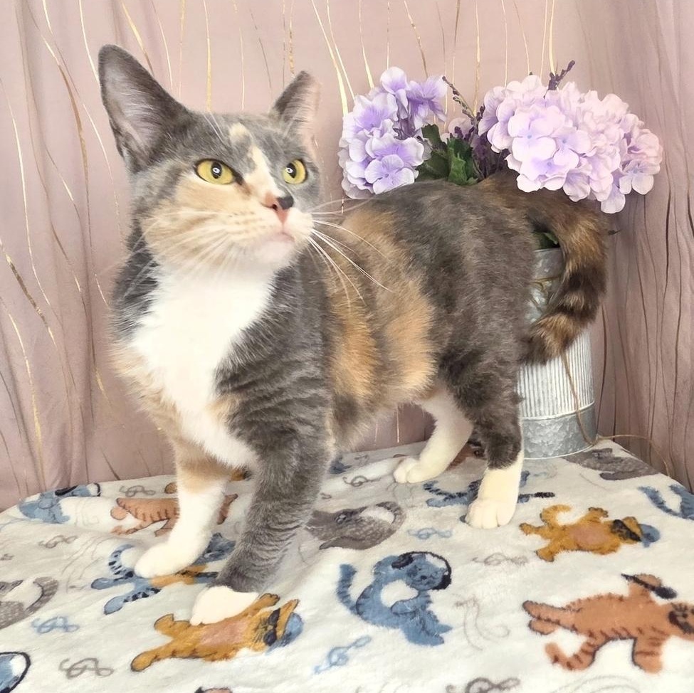 Enlarge Reba, a Adoptable Dilute Calico in Hagerstown, MD image 5/6