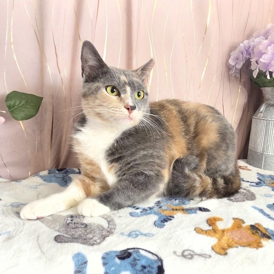 Enlarge Reba, a Adoptable Dilute Calico in Hagerstown, MD image 3/6