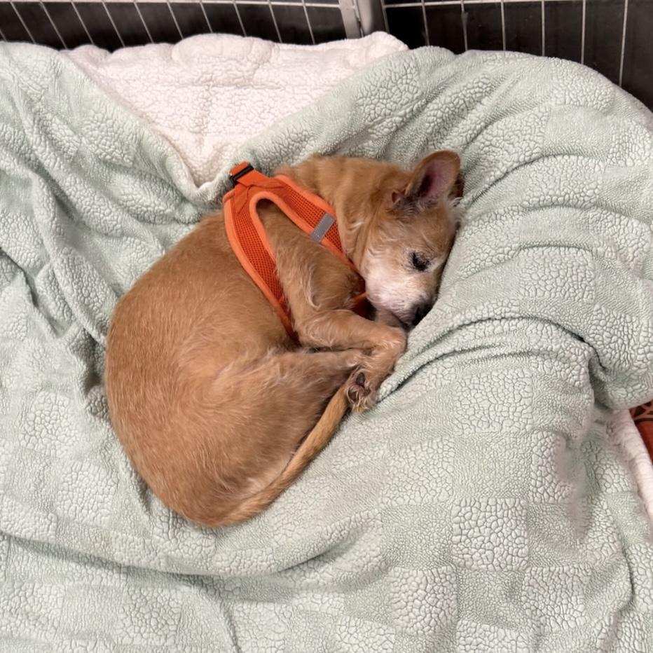 Tinkerbell, an adopted Cairn Terrier in Foster, RI image 6/6