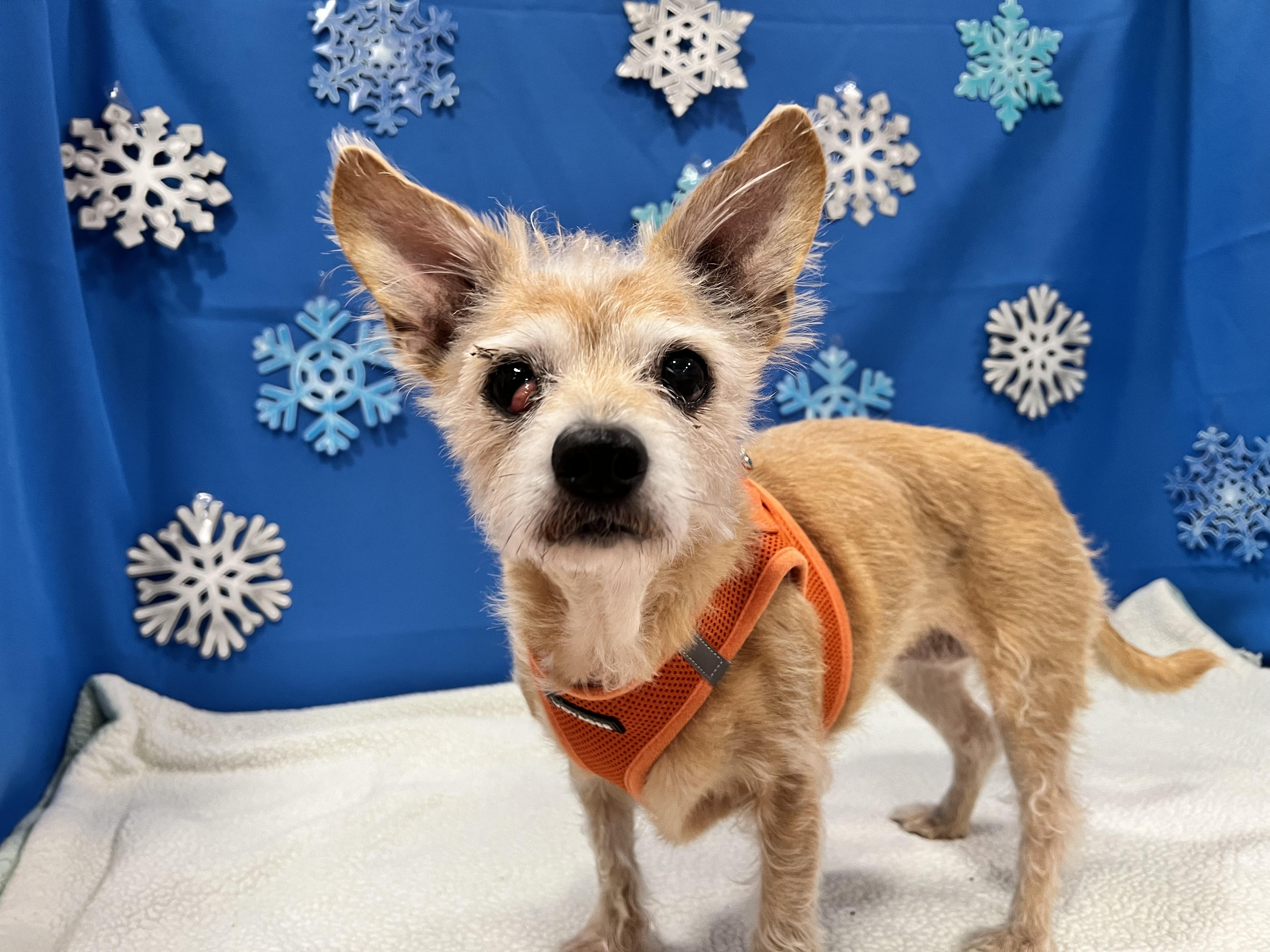 Tinkerbell, an adopted Cairn Terrier in Foster, RI image 5/6