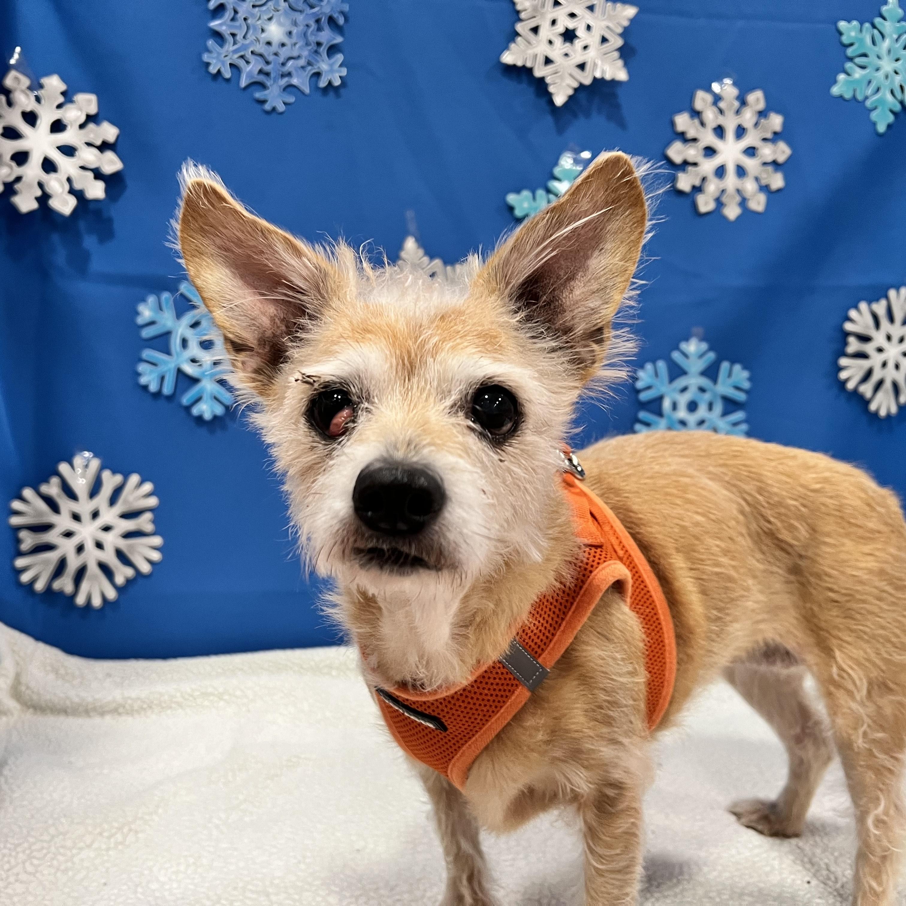 Tinkerbell, ADOPTABLE, Senior Female Cairn Terrier.