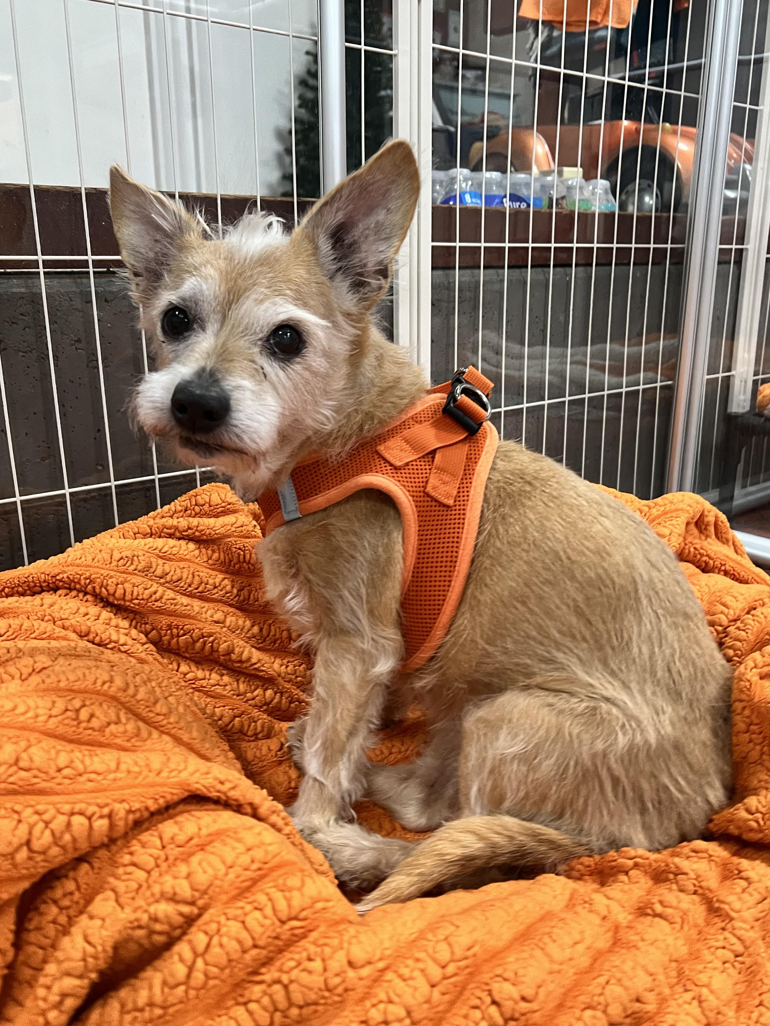 Tinkerbell, an adopted Cairn Terrier in Foster, RI image 2/6