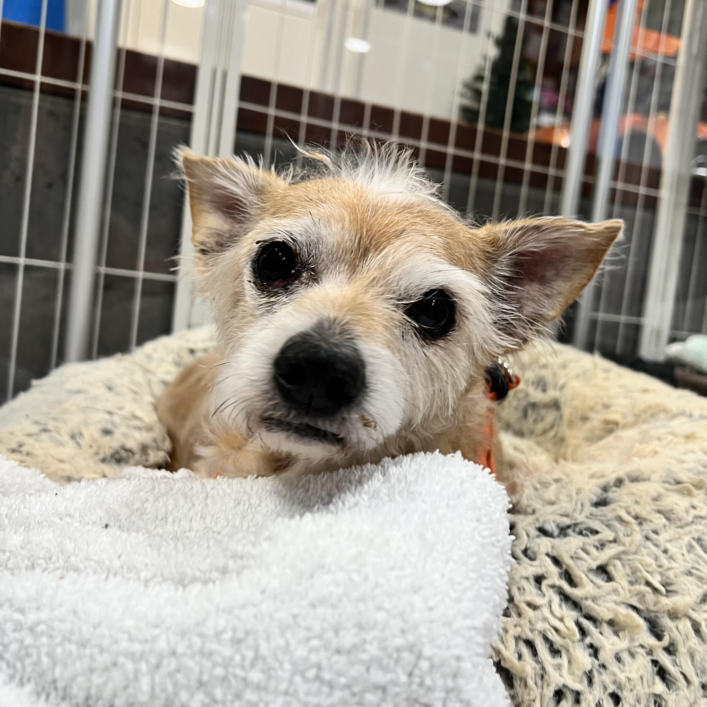 Tinkerbell, an adopted Cairn Terrier in Foster, RI image 3/6