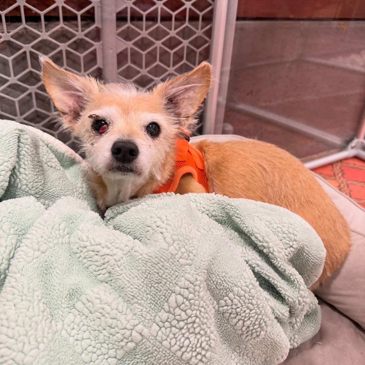 Tinkerbell, an adopted Cairn Terrier in Foster, RI image 4/6
