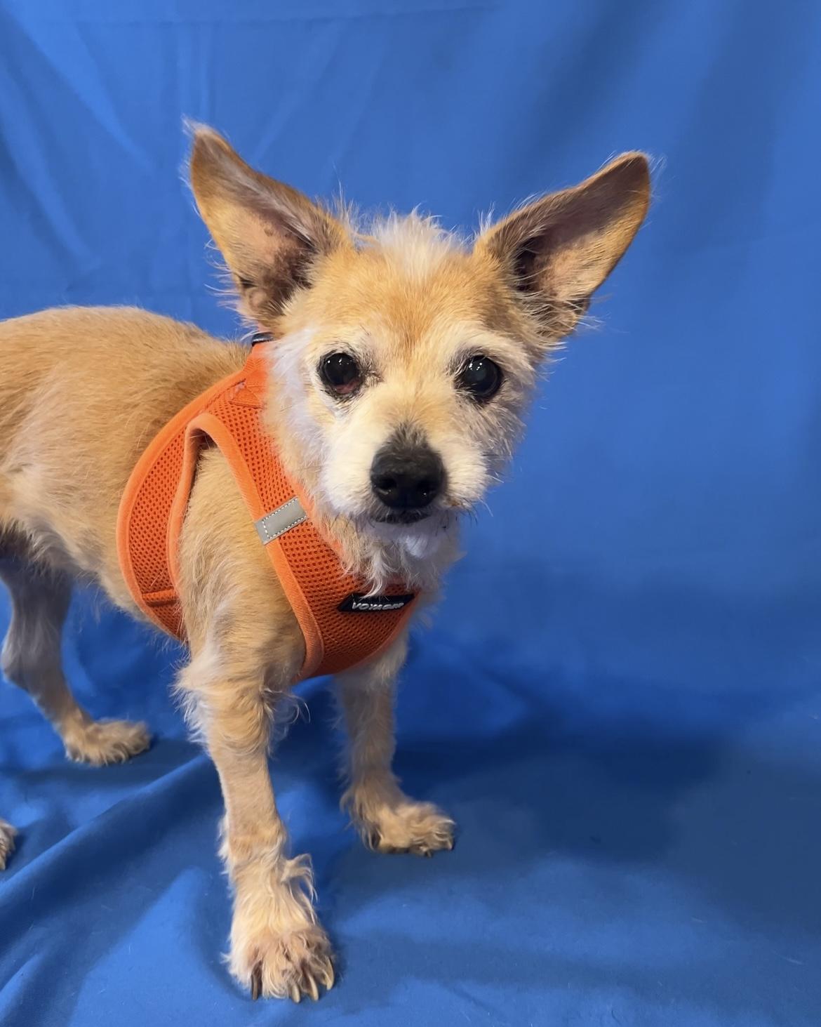 Tinkerbell, ADOPTABLE, Senior Female Cairn Terrier.