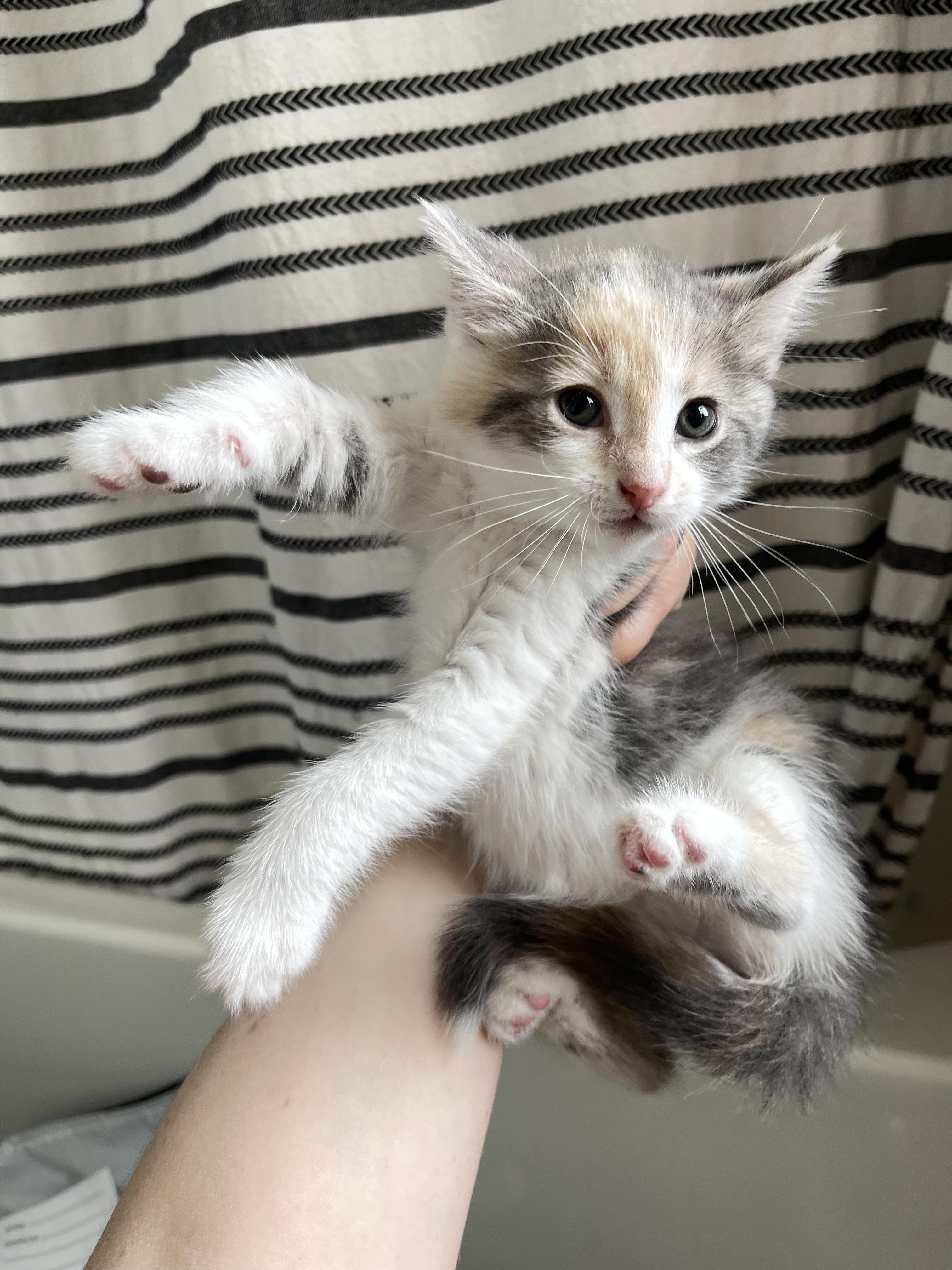 Enlarge Chartreuse, a Adoptable Domestic Short Hair in Columbus, OH image 5/5