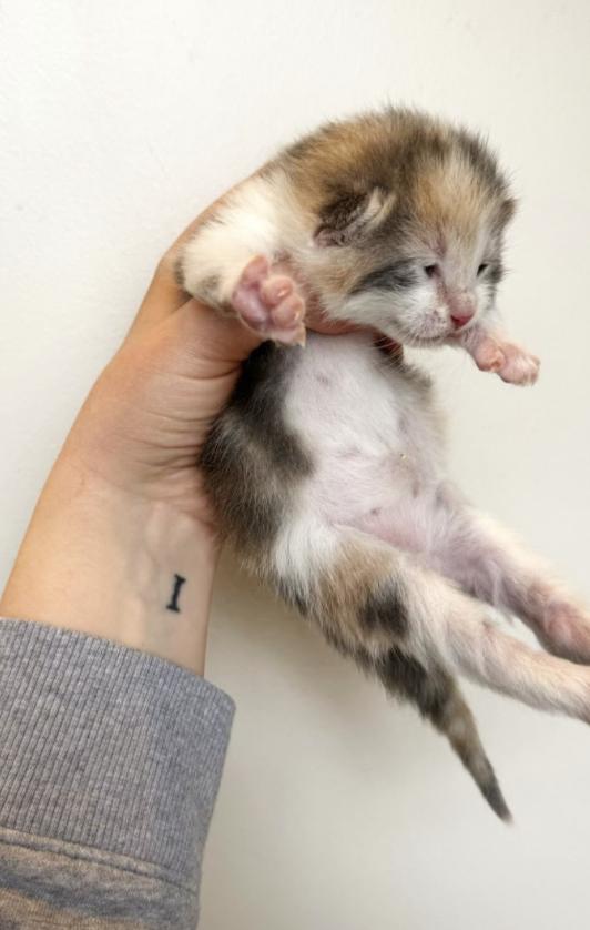 Enlarge Chartreuse, a Adoptable Domestic Short Hair in Columbus, OH image 4/5