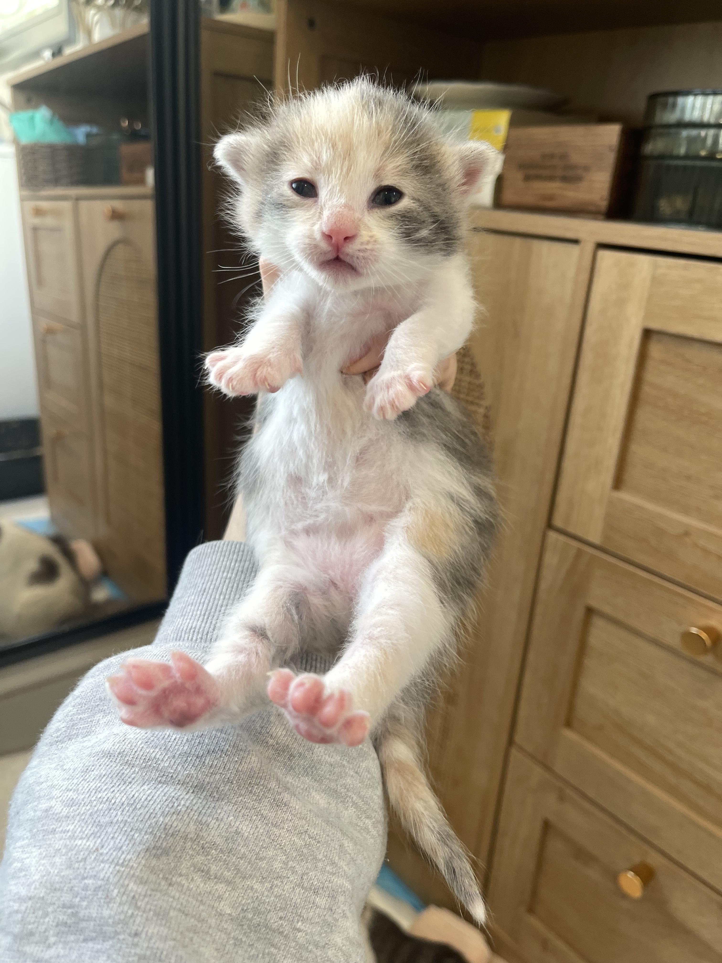 Enlarge Chartreuse, a Adoptable Domestic Short Hair in Columbus, OH image 3/5