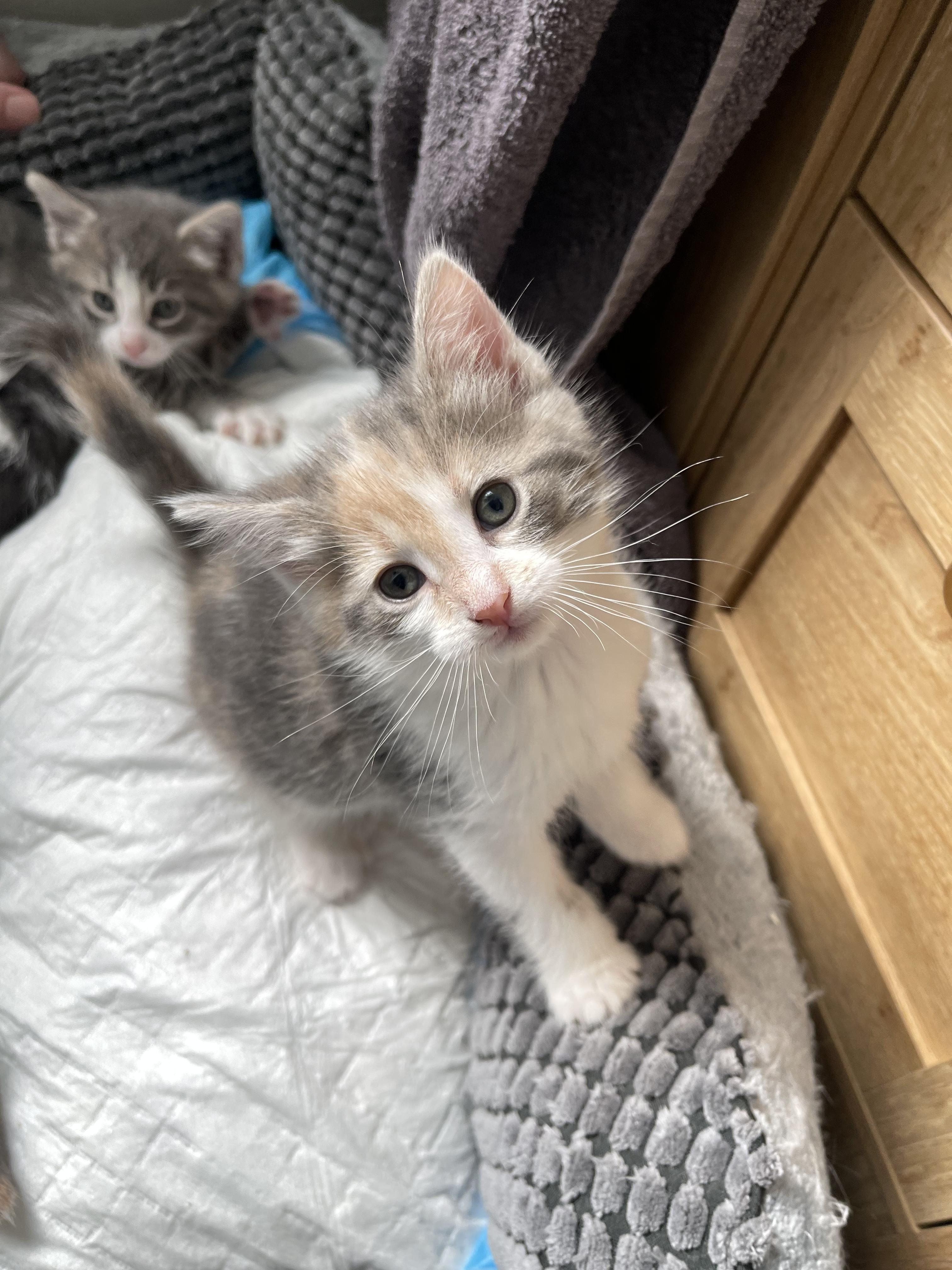 Chartreuse, Adoptable, Kitten Female Domestic Short Hair.