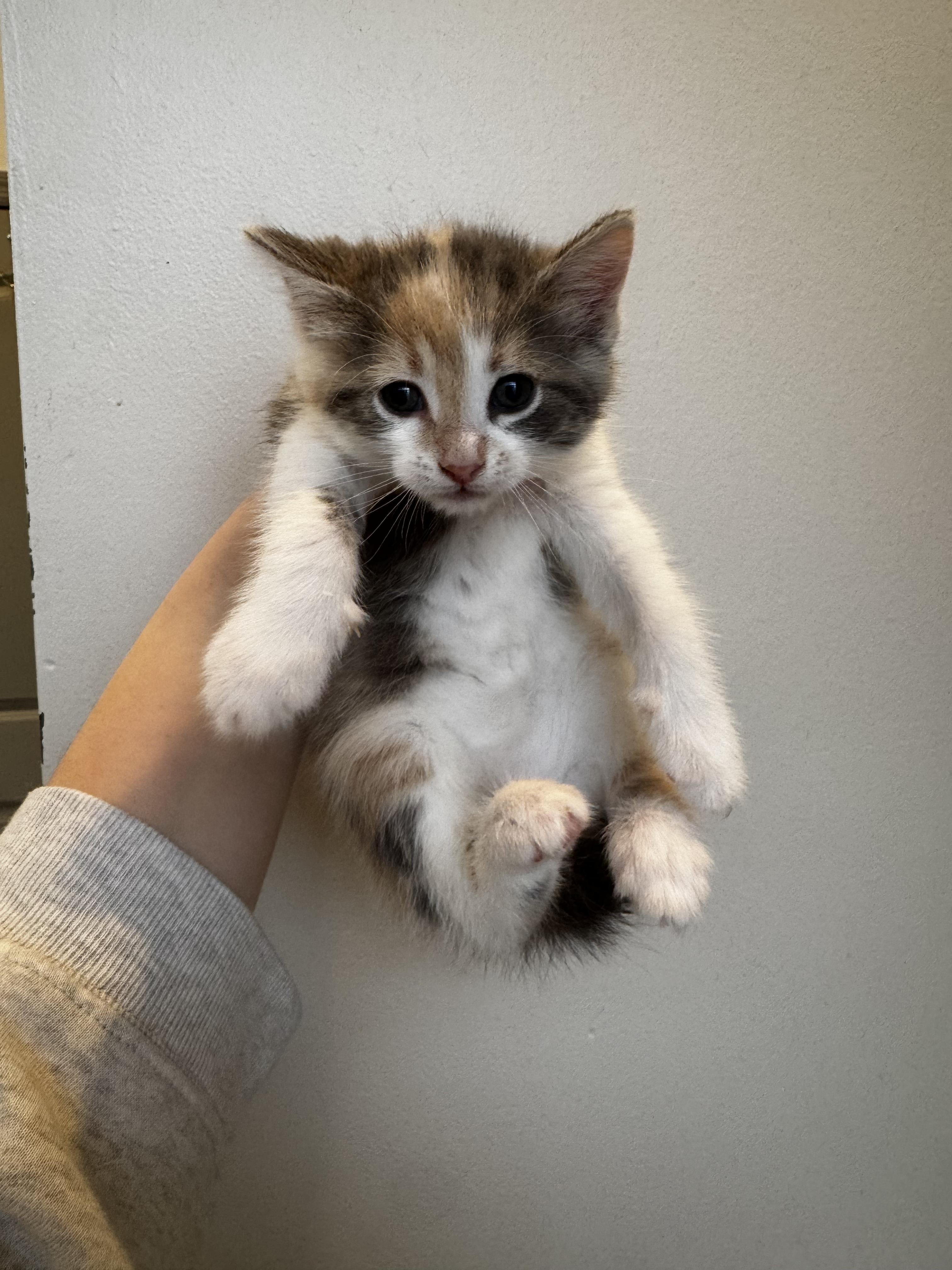 Enlarge Chartreuse, a Adoptable Domestic Short Hair in Columbus, OH image 2/5