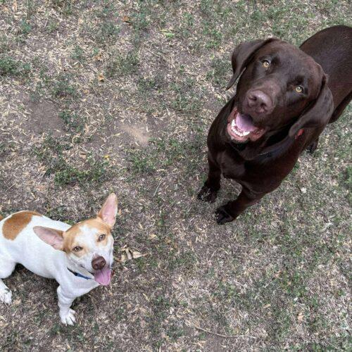 Locke, Adoptable, Young Male Chocolate Labrador Retriever.