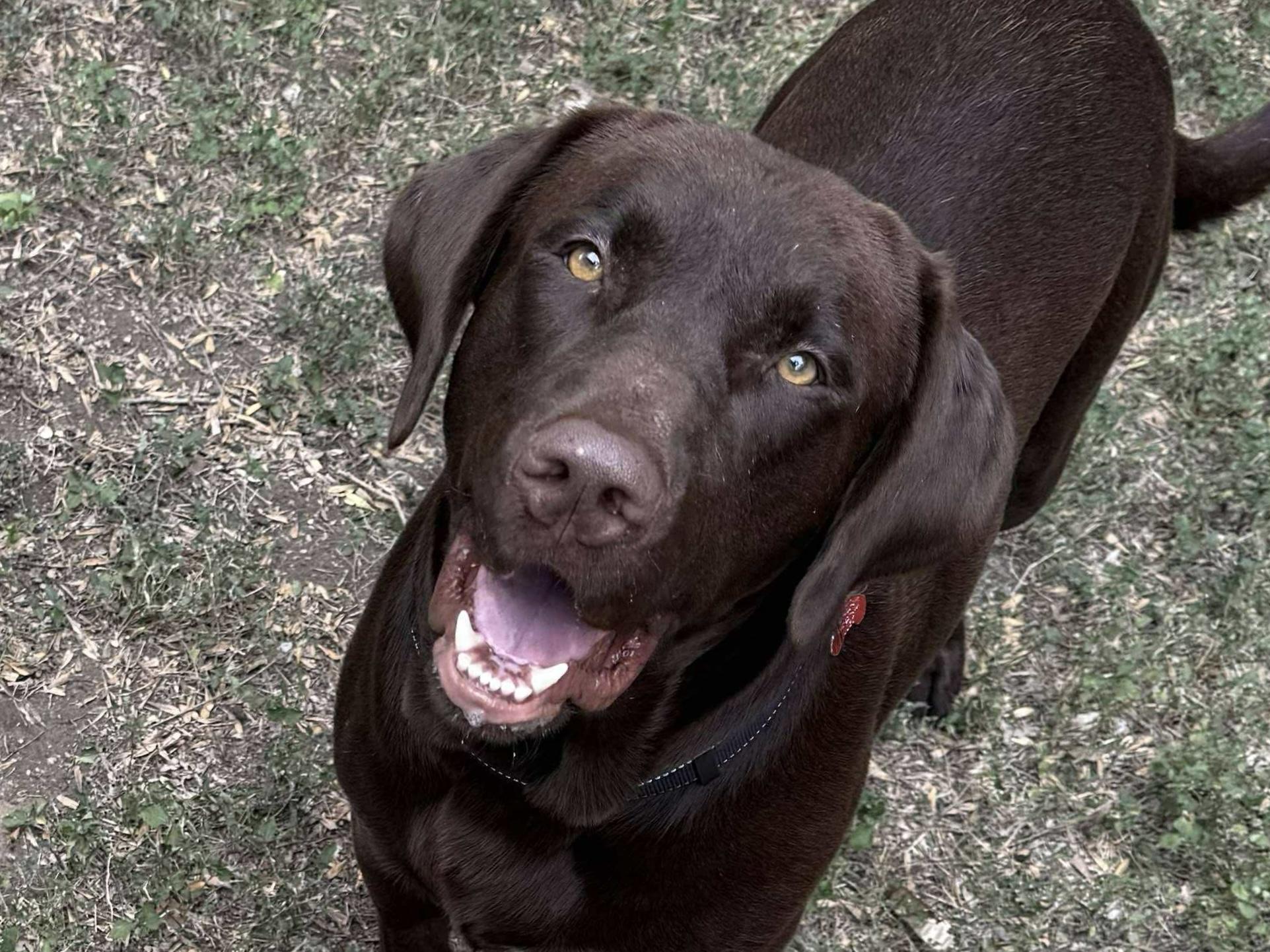 Enlarge Locke, a Adoptable Chocolate Labrador Retriever in Austin, TX image 2/6