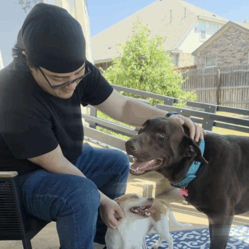 Enlarge Locke, a Adoptable Chocolate Labrador Retriever in Austin, TX image 2/5