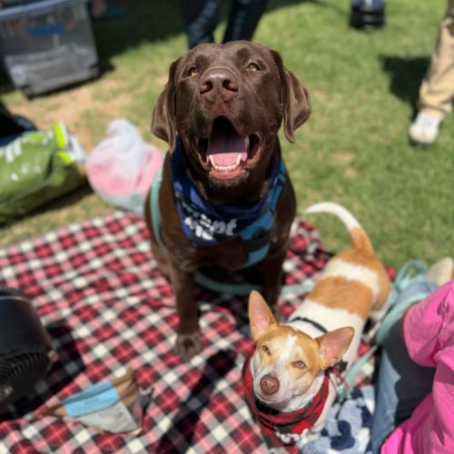 Enlarge Locke, a Adoptable Chocolate Labrador Retriever in Austin, TX image 2/5