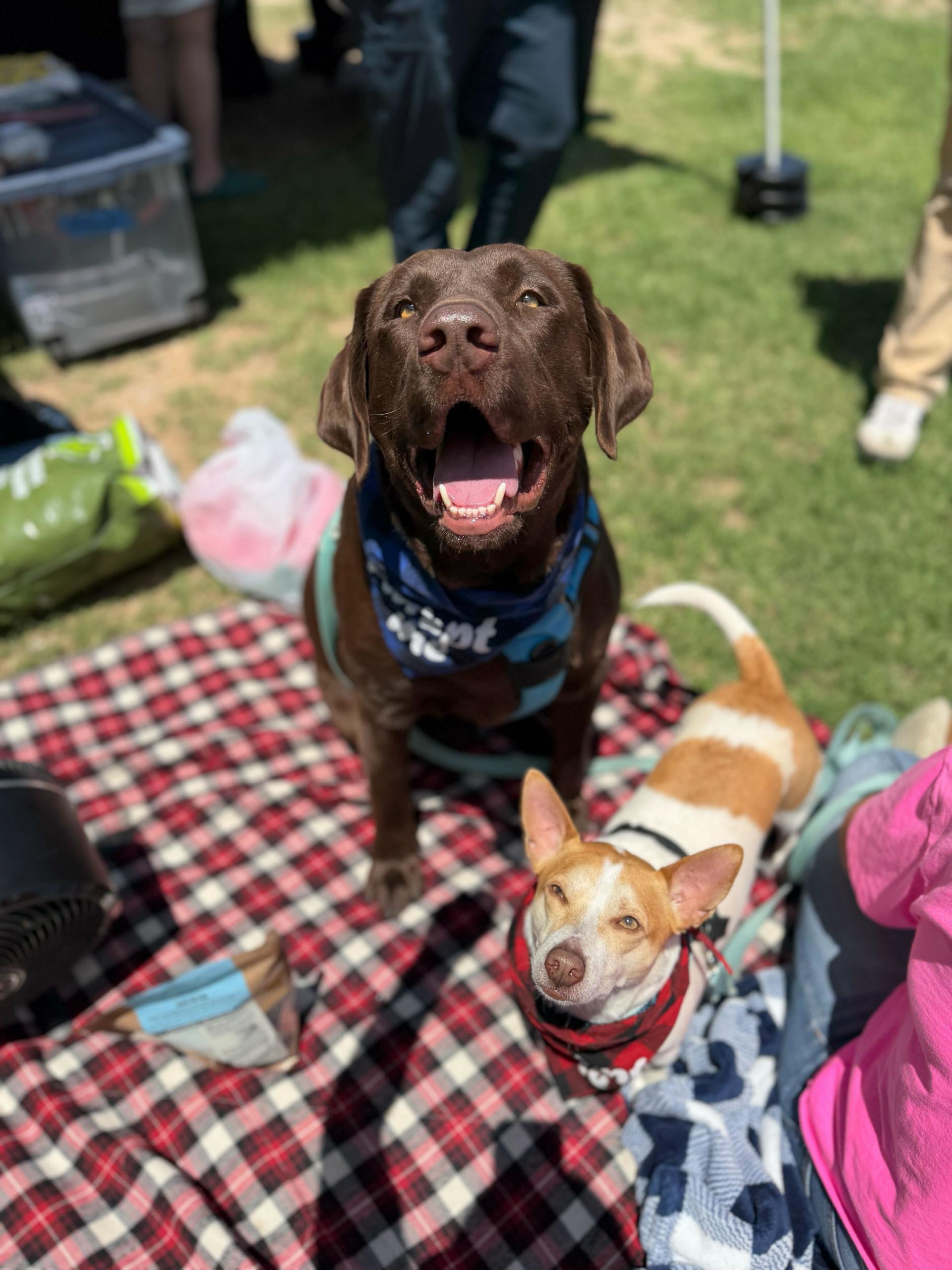 Enlarge Locke, a Adoptable Chocolate Labrador Retriever in Austin, TX image 4/5