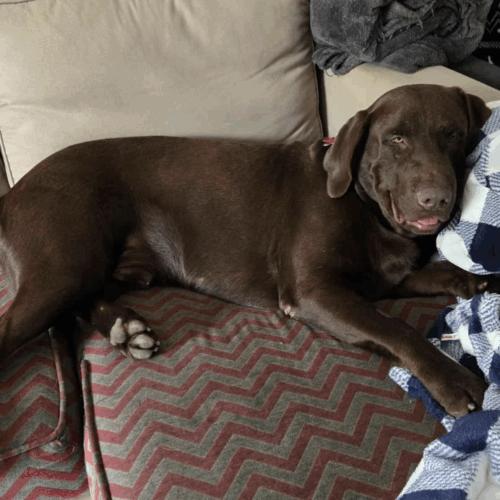 Enlarge Locke, a Adoptable Chocolate Labrador Retriever in Austin, TX image 3/5