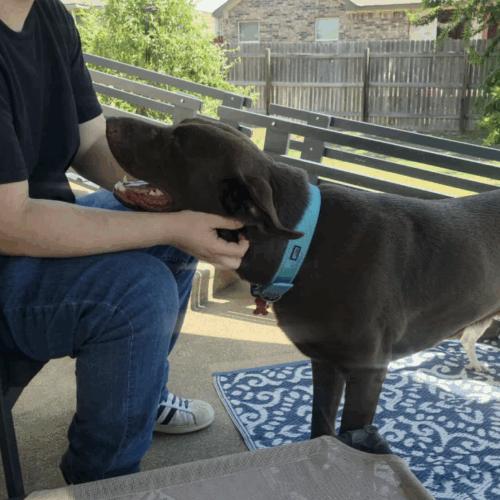 Enlarge Locke, a Adoptable Chocolate Labrador Retriever in Austin, TX image 5/5