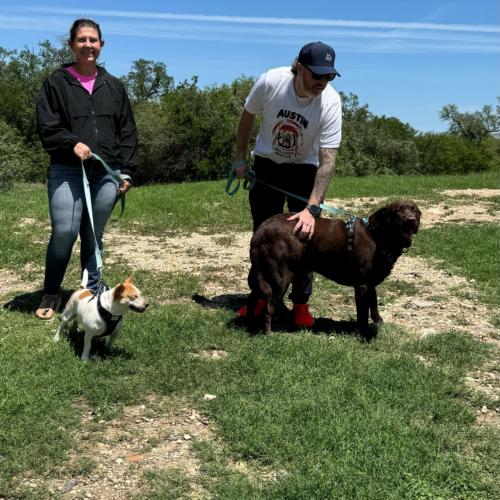 Enlarge Locke, a Adoptable Chocolate Labrador Retriever in Austin, TX image 5/5