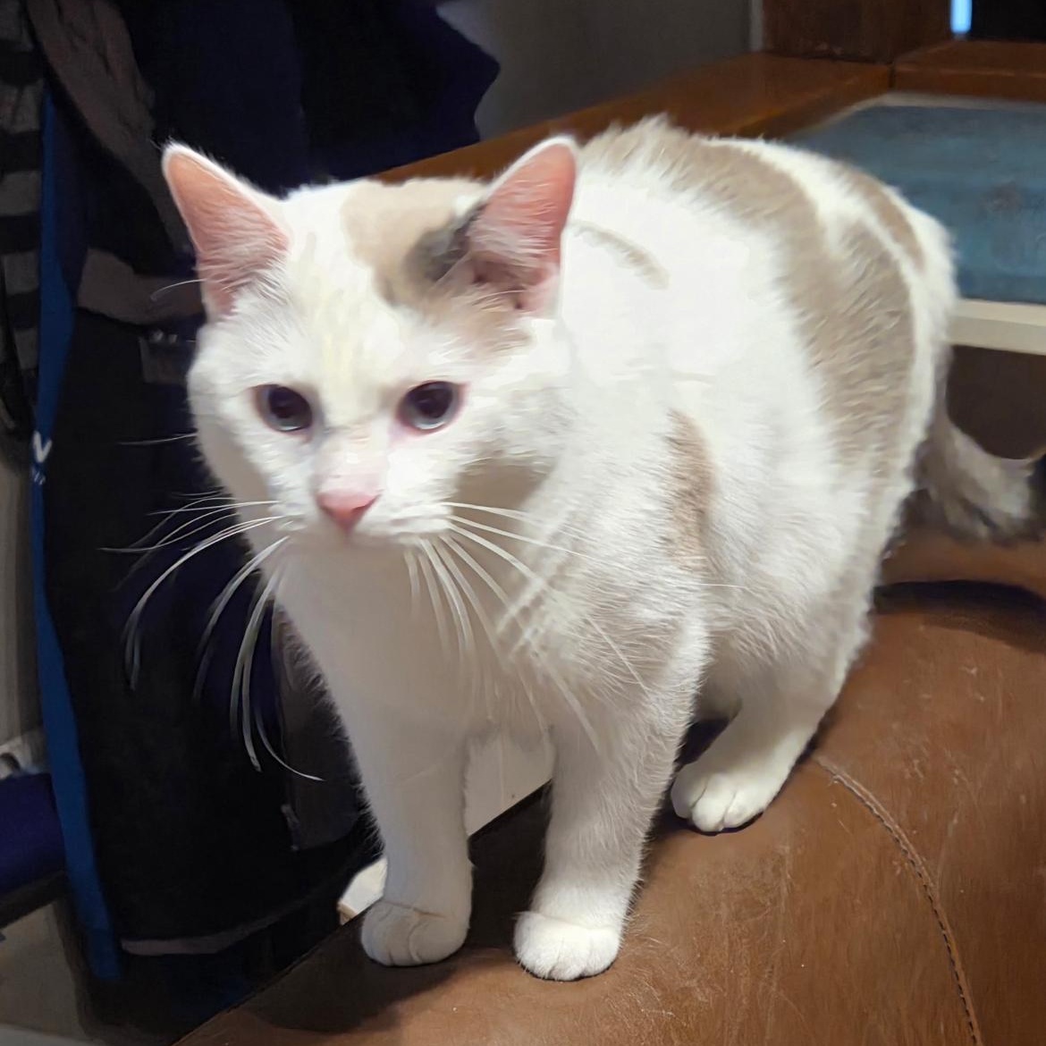 Enlarge Dolly, an adopted mixed breed in Omaha, NE image 2/3