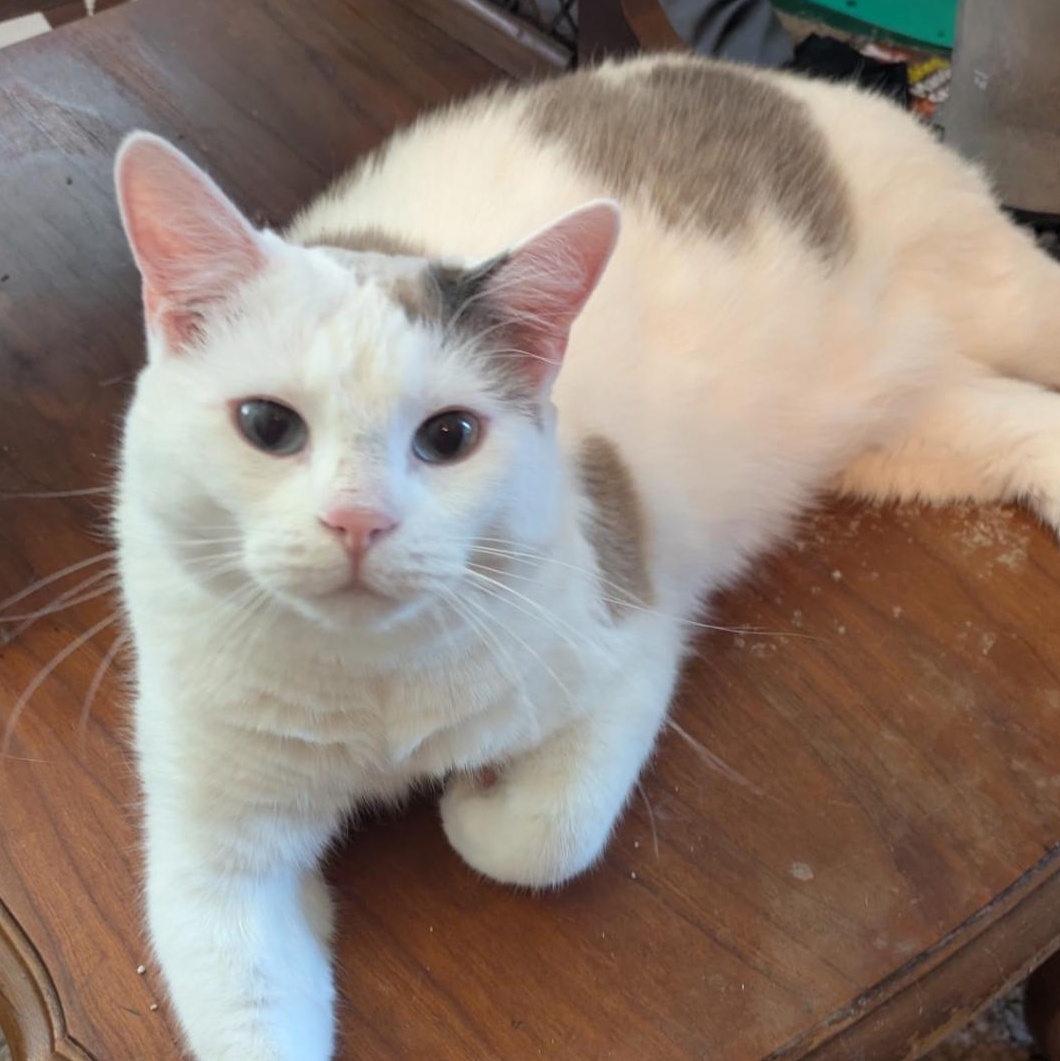 Dolly, adopted, Young Female Domestic Short Hair & Tabby.