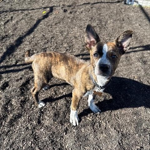 Enlarge Patience, a Adoptable mixed breed in Tarrytown, NY image 3/4