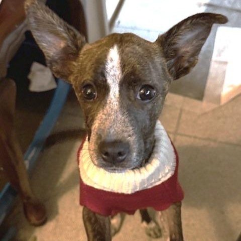 Enlarge Patience, a Adoptable mixed breed in Tarrytown, NY image 2/4