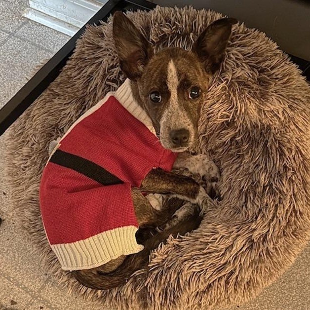 Patience, Adoptable, Puppy Female Terrier.