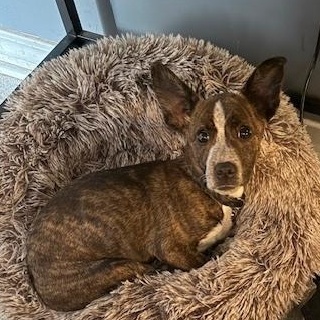 Enlarge Patience, a Adoptable mixed breed in Tarrytown, NY image 4/4