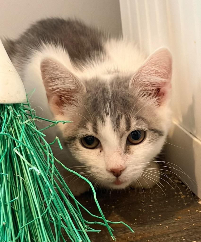 Chips, Adopted, Kitten Female Domestic Short Hair.