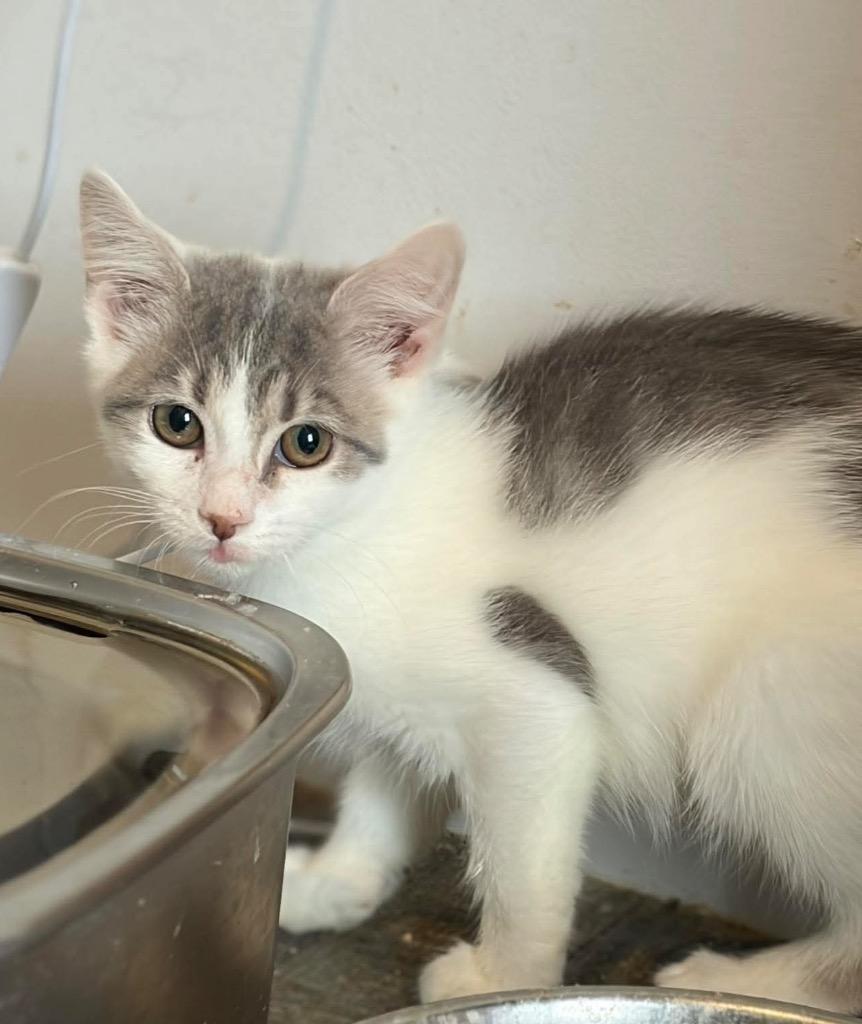 Enlarge Chips, a Adopted Domestic Short Hair in Gorham, ME image 2/2
