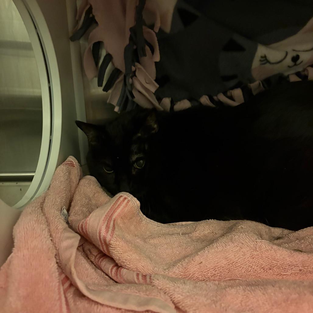 Enlarge Huckleberry, a Adoptable Domestic Short Hair in Council Bluffs, IA image 1/1