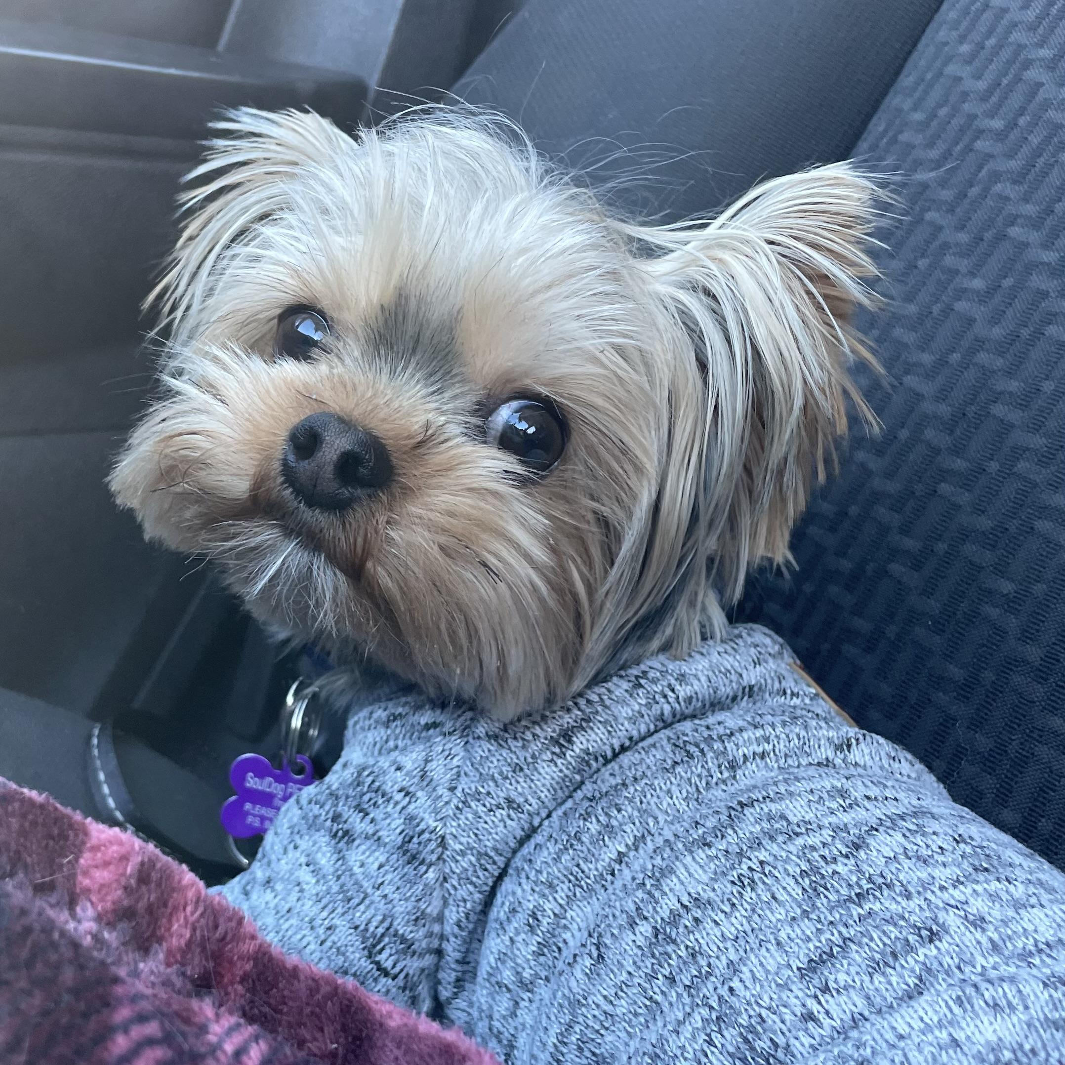 Enlarge Levi, a ADOPTABLE Yorkshire Terrier in Mount Morris, MI image 2/2