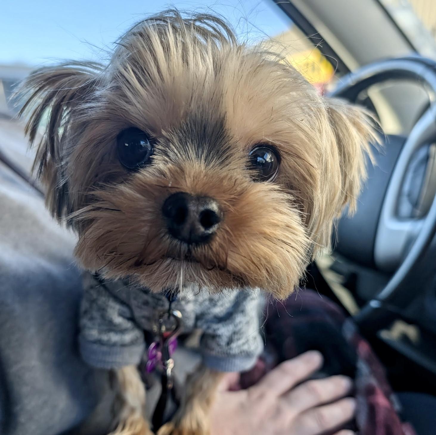 Levi, ADOPTABLE, Young Male Yorkshire Terrier.