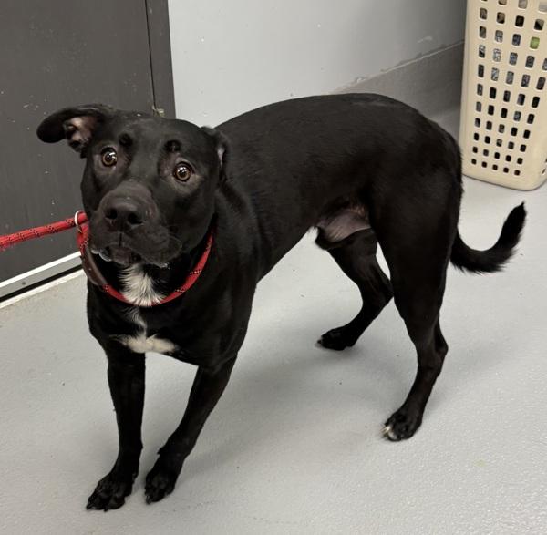 Petsuites (c) Bruce, Adoptable, Young Male Labrador Retriever.