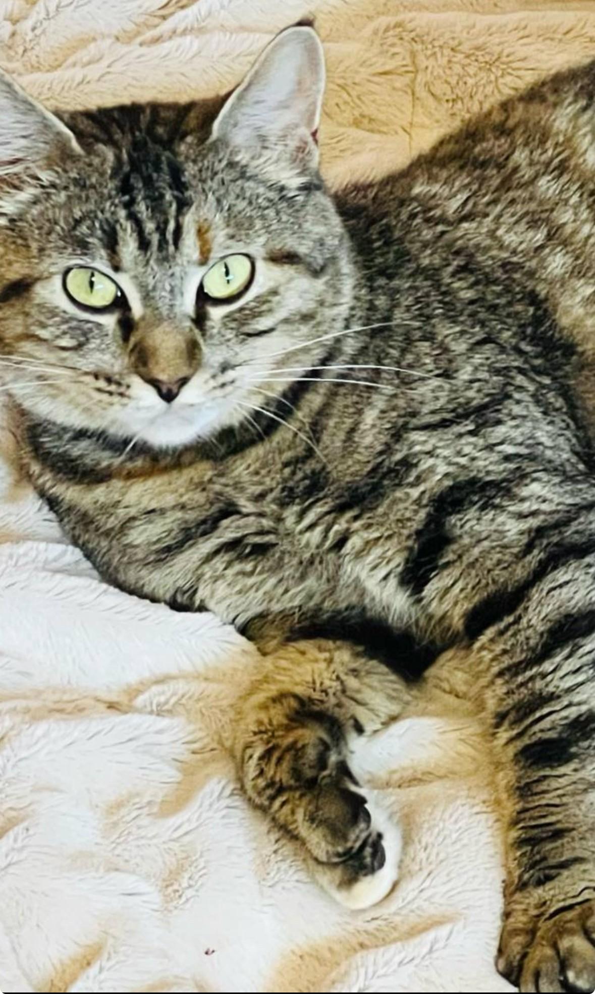 Enlarge Heidi, a Adoptable Domestic Short Hair in Silverton, OR image 1/1