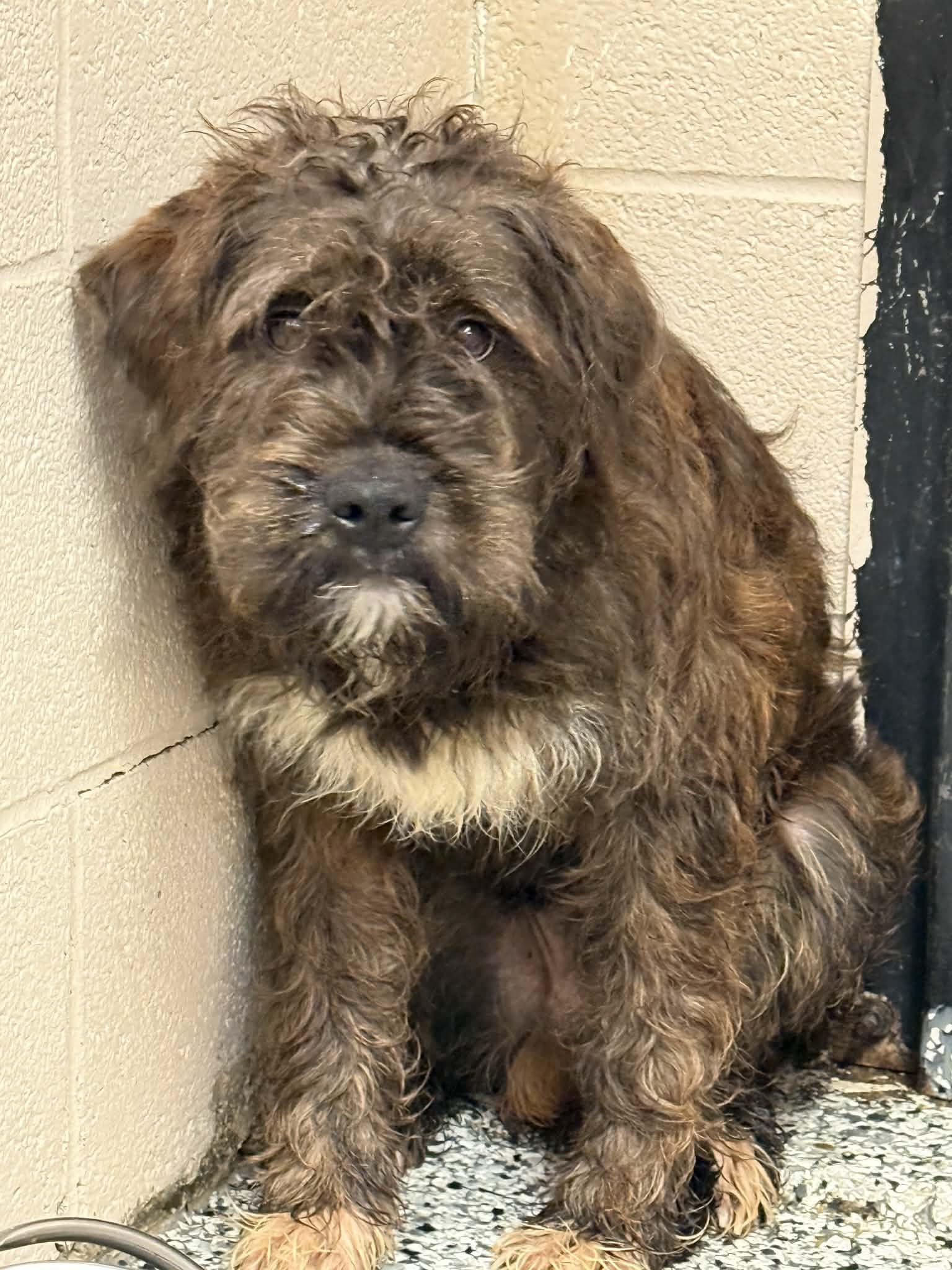 Enlarge Jake, a Adopted Miniature Schnauzer in Fayetteville, WV image 1/1