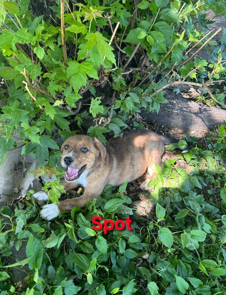 Spot, Adoptable, Puppy Male Beagle & Shepherd.