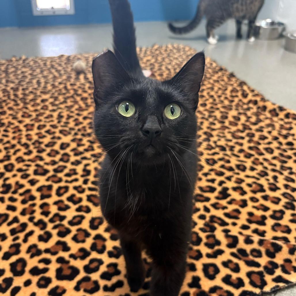 No Wifi, Adoptable, Adult Female Domestic Short Hair.