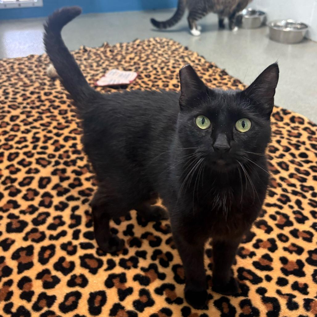 Enlarge No Wifi, a Adoptable Domestic Short Hair in Carencro, LA image 2/5