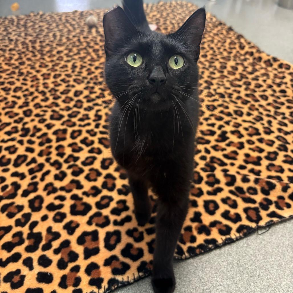 Enlarge No Wifi, a Adoptable Domestic Short Hair in Carencro, LA image 3/5