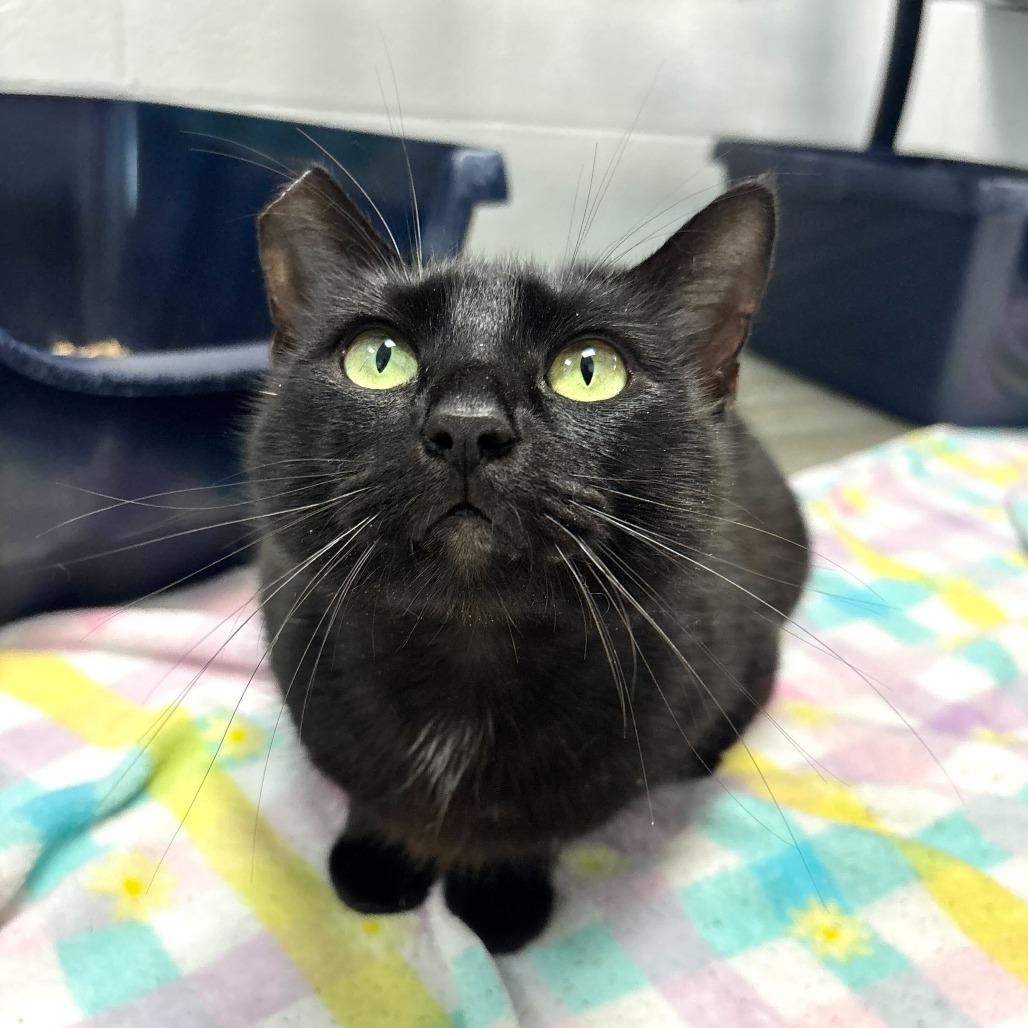 Enlarge No Wifi, a Adoptable Domestic Short Hair in Carencro, LA image 4/5