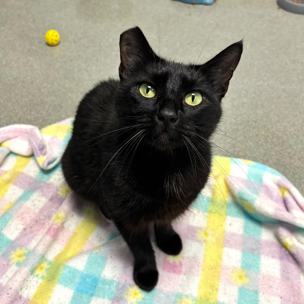 Enlarge No Wifi, a Adoptable Domestic Short Hair in Carencro, LA image 5/5
