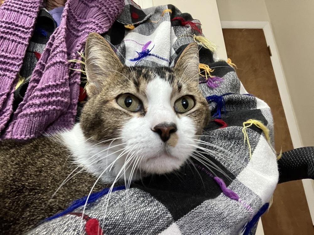 Enlarge Sammie G, a Adoptable Domestic Short Hair in Little Rock, AR image 1/4