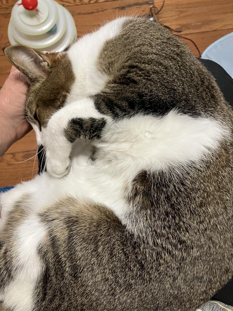 Enlarge Sammie G, a Adoptable Domestic Short Hair in Little Rock, AR image 2/4