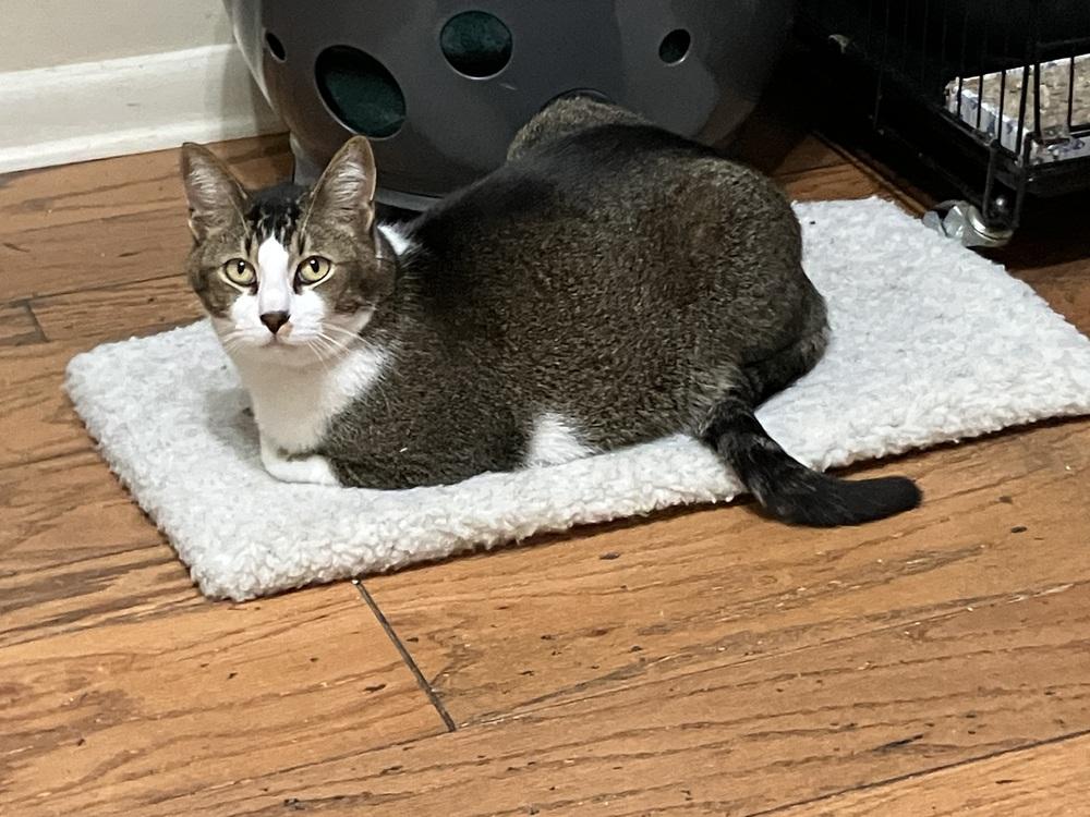 Enlarge Sammie G, a Adoptable Domestic Short Hair in Little Rock, AR image 3/4