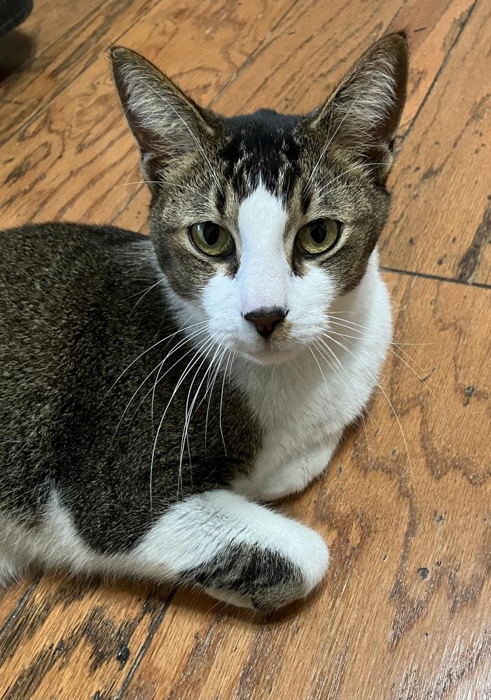 Enlarge Sammie G, a Adoptable Domestic Short Hair in Little Rock, AR image 4/4