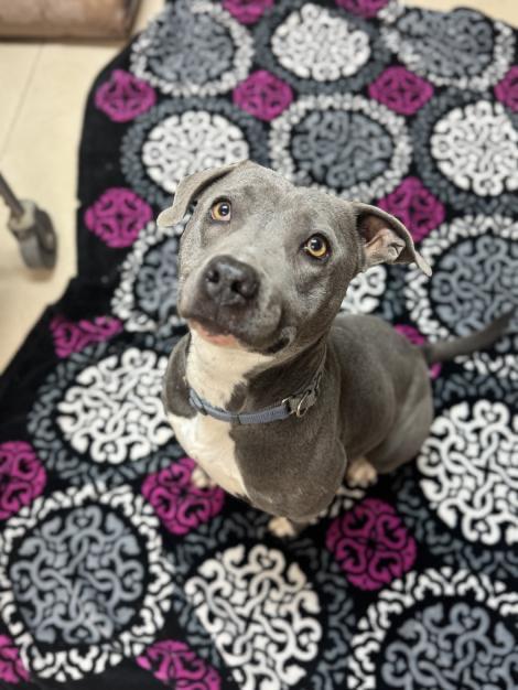 Kya- CL, an adoptable Pit Bull Terrier in Kansas City, MO image 1/3