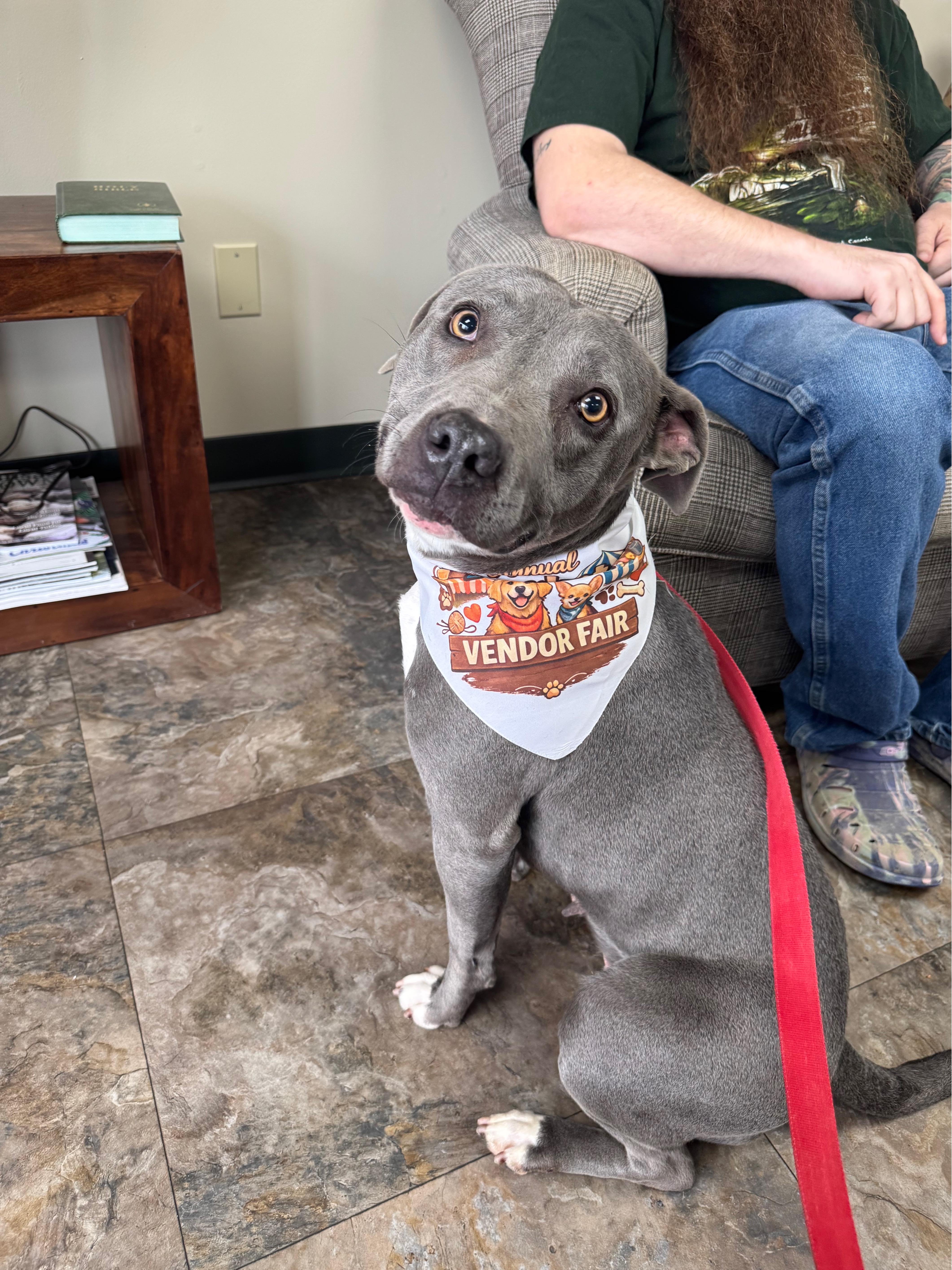 Kya- CL, an adoptable Pit Bull Terrier in Kansas City, MO image 2/3