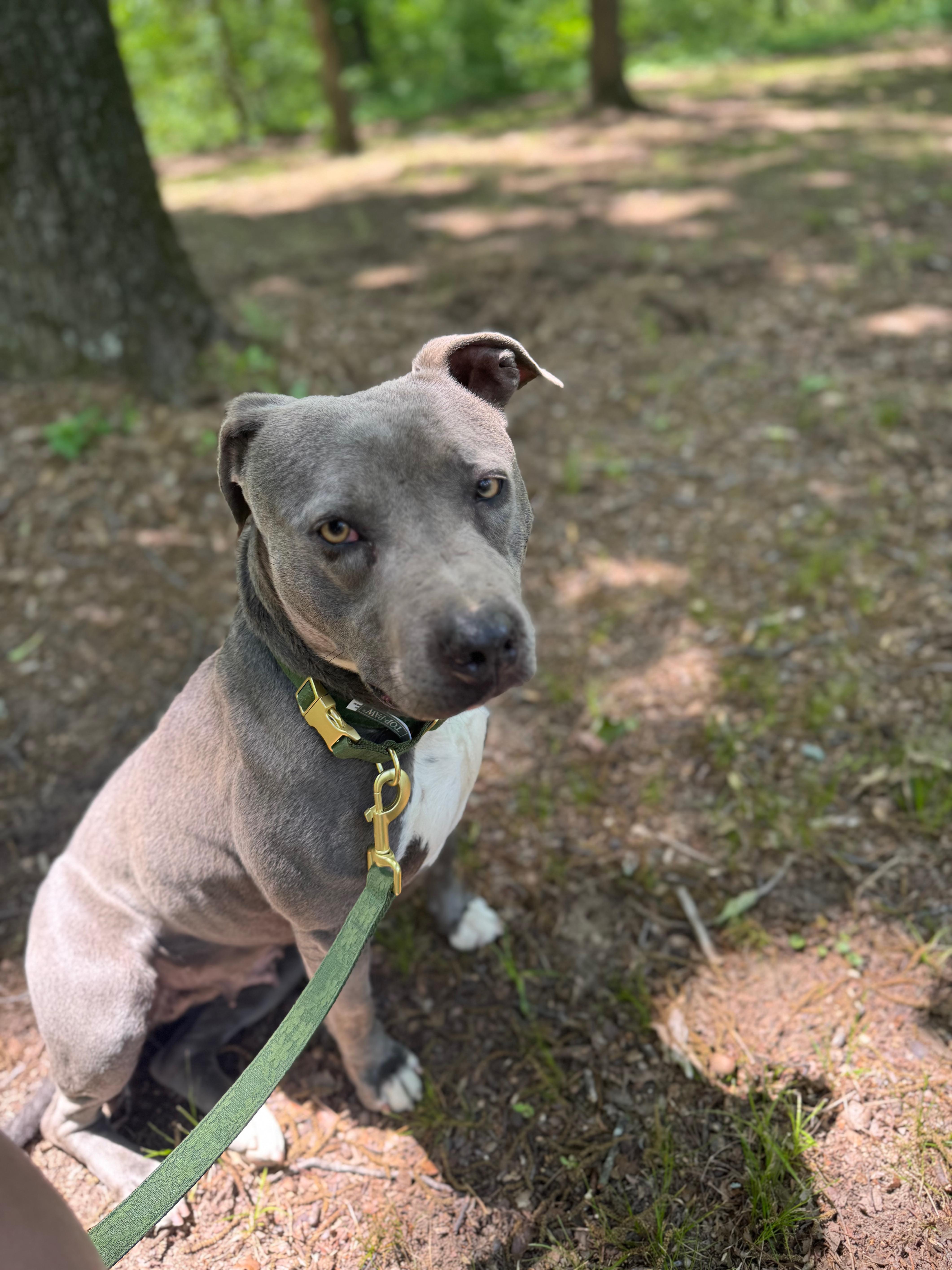 Kya- CL, an adoptable Pit Bull Terrier in Kansas City, MO image 3/3